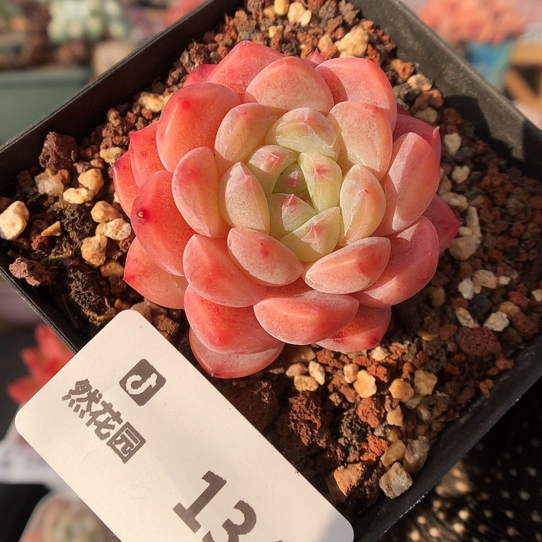 134太妃糖多肉植物66666