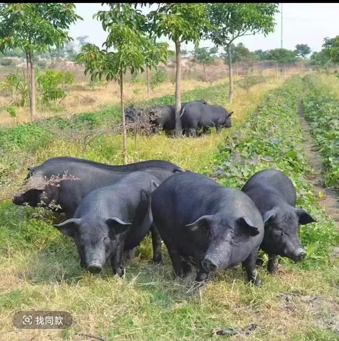 【现场称重】贵州农家乡村熟食喂养黑毛土猪（烧皮起皮需备注）