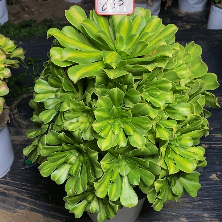 翡翠琉璃中斑老桩830号