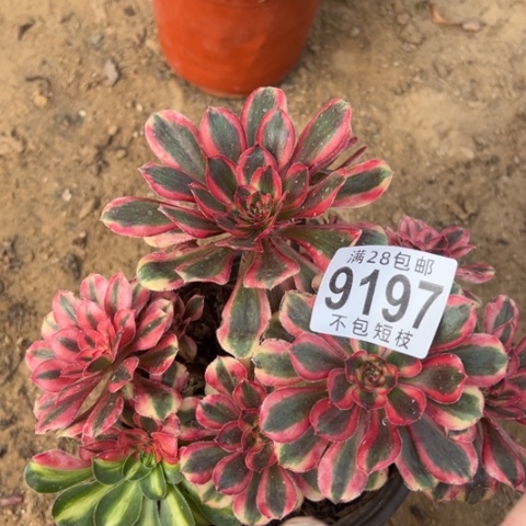 9197多肉植物法师热恋