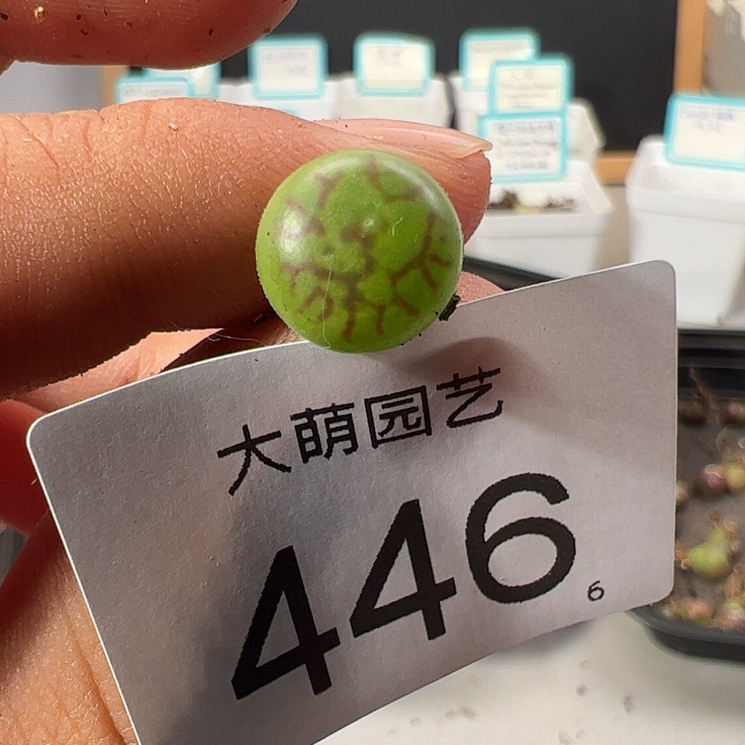 0000446 一物一拍……