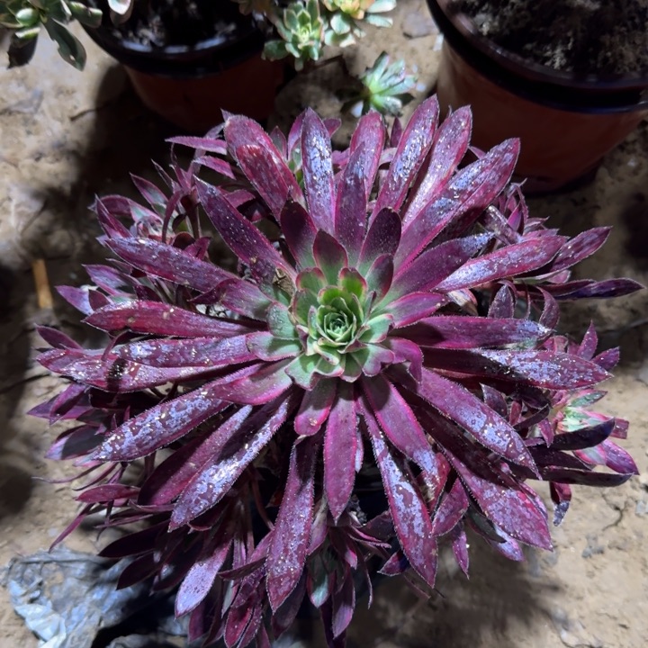 孔雀锦周正，9.9。   