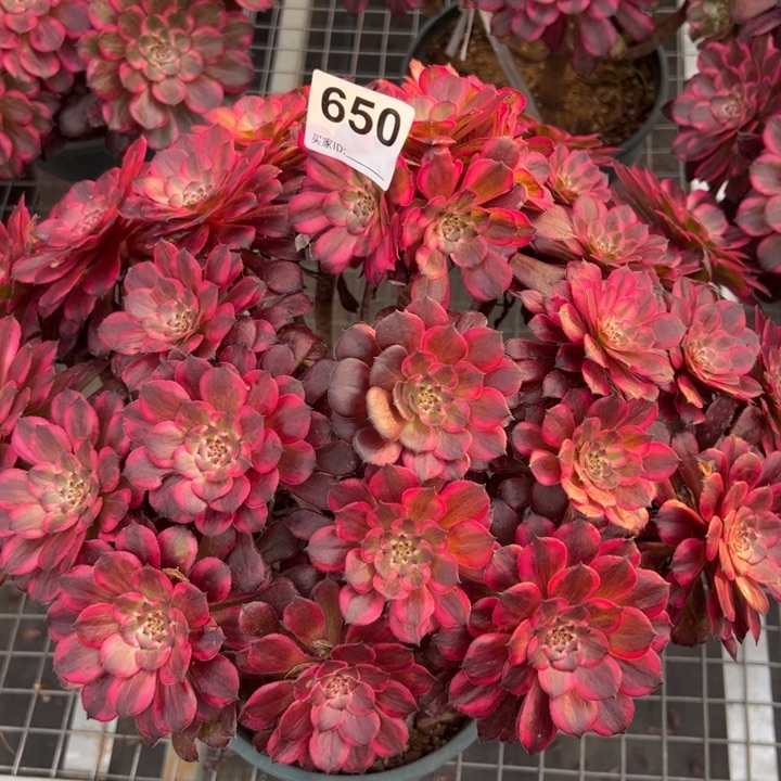 650血姬朵朵35厘米左右有断枝