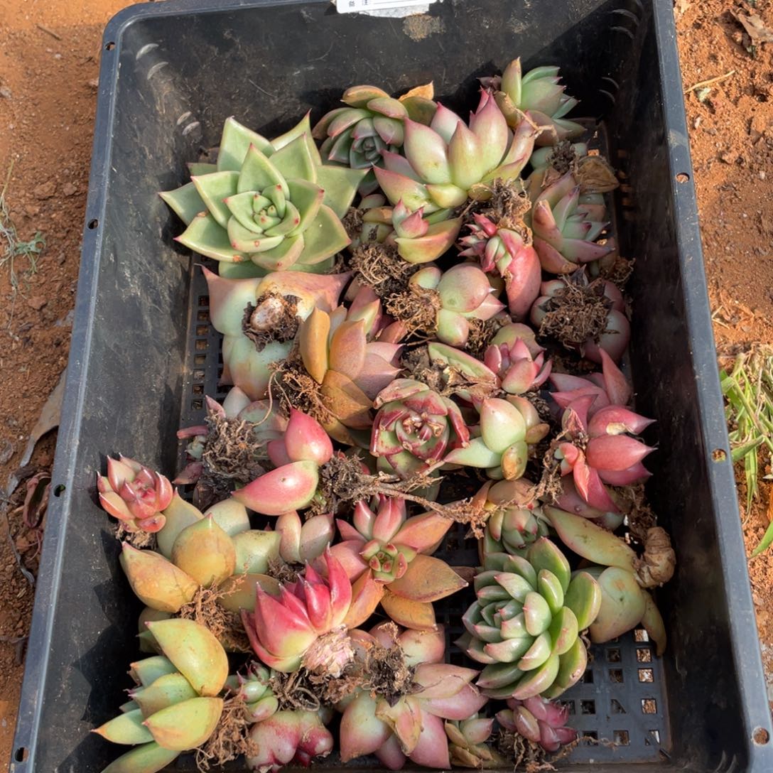 无花朵若茹东云单拍E972