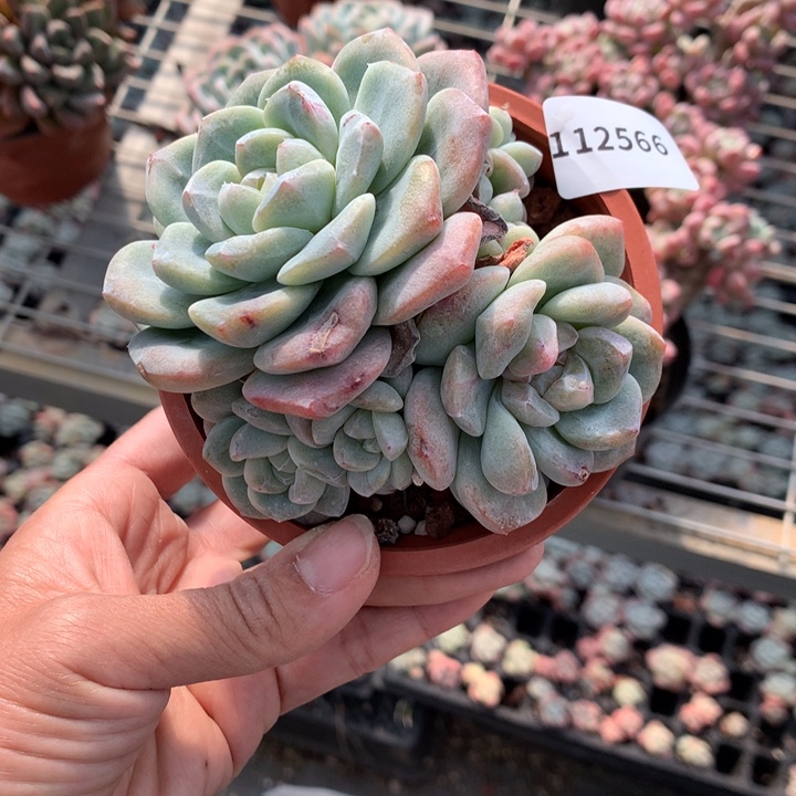 @****112566嗯嗯嗯嗯嗯嗯冰玉石化