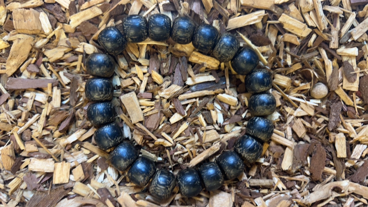 沉香z255 福来精选高端文玩