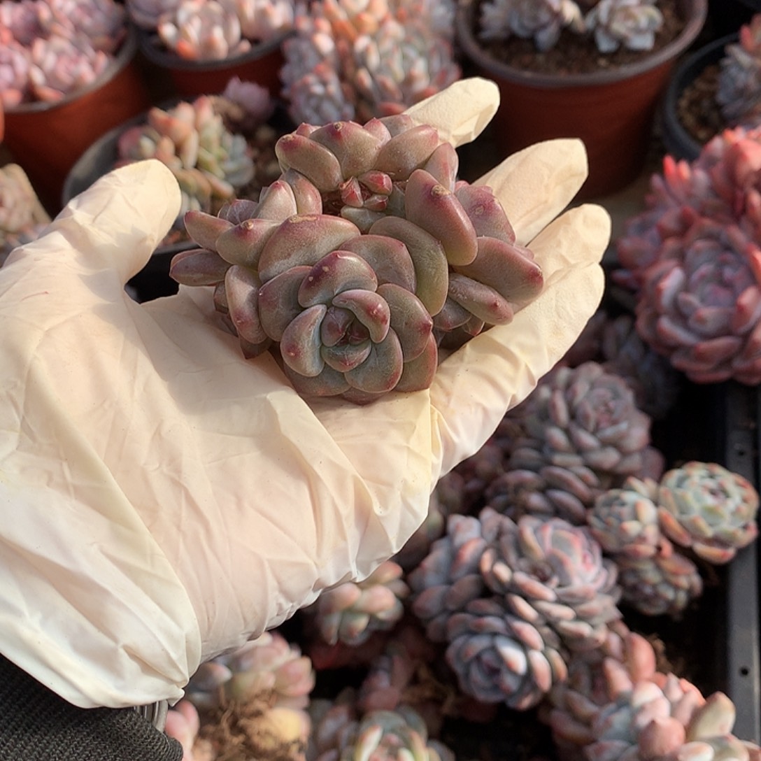 星影多肉植物哈哈