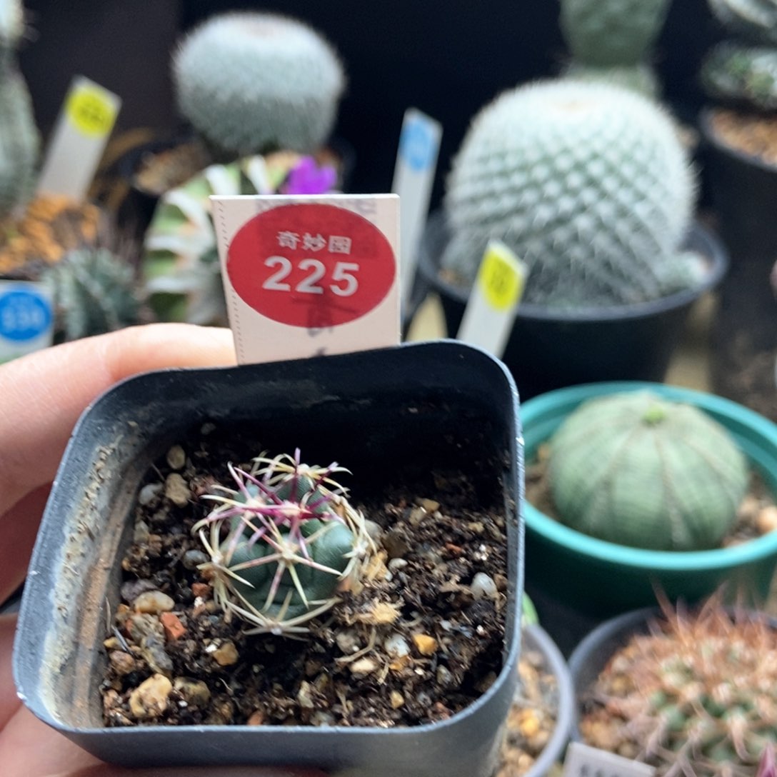 实生豪刺大红鹰一颗