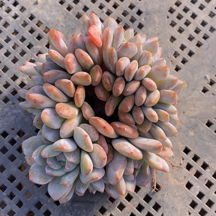 星影叶插缀一颗11111111