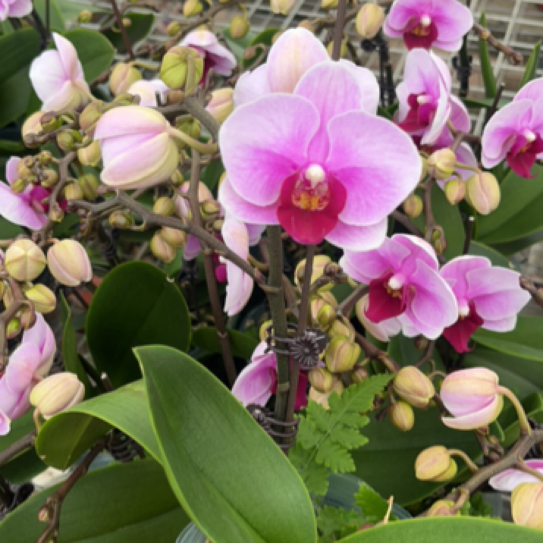 【花购】宝贝 3.0寸杯 单双混发带花带花苞