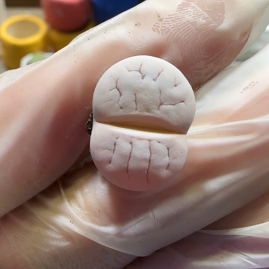 11.23。生石花。7034