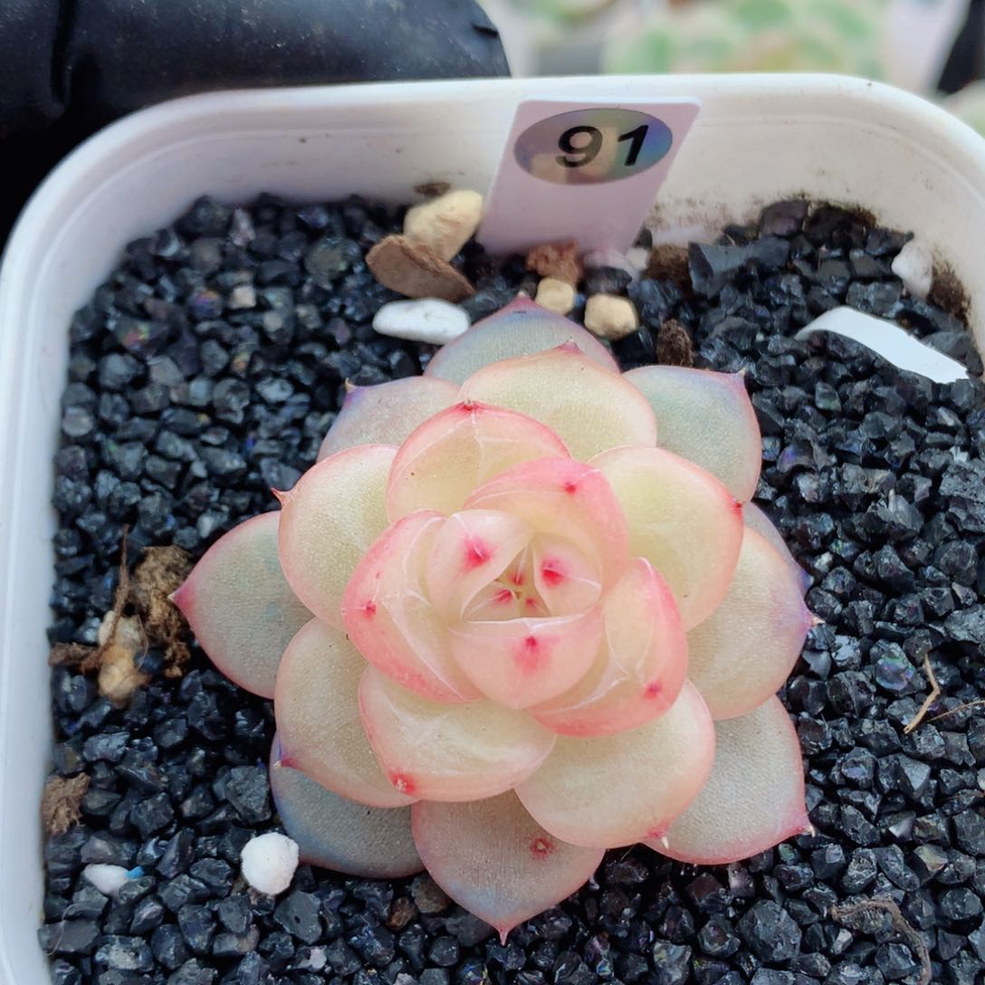 珍妮58包邮  群生不包整91