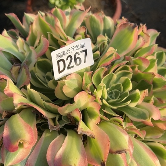 伊**、多肉植物一个