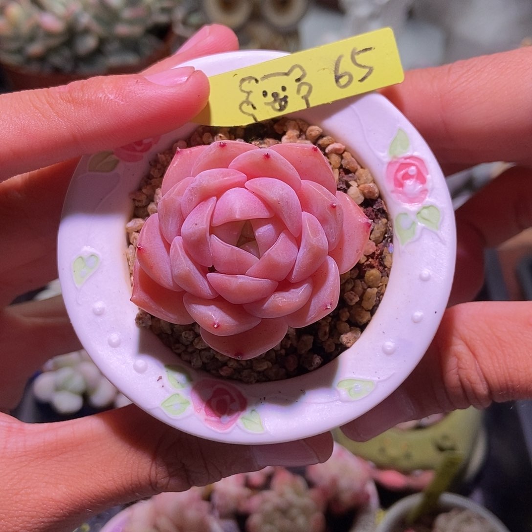 65 小丸子精品多肉