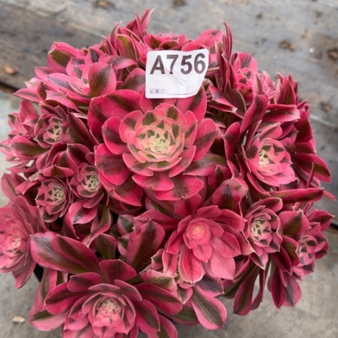 756女巫25厘米左右