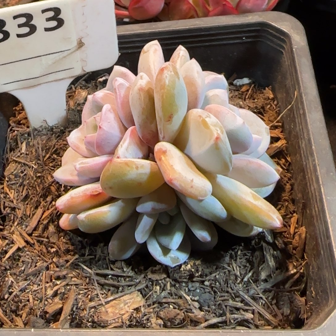 奶茶833 一物一拍包装收缩花旱