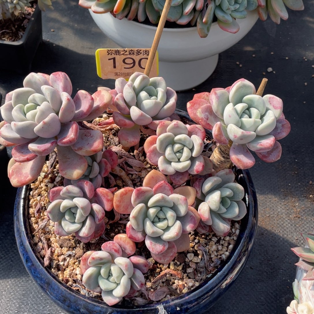 弥鹿之森多肉0190