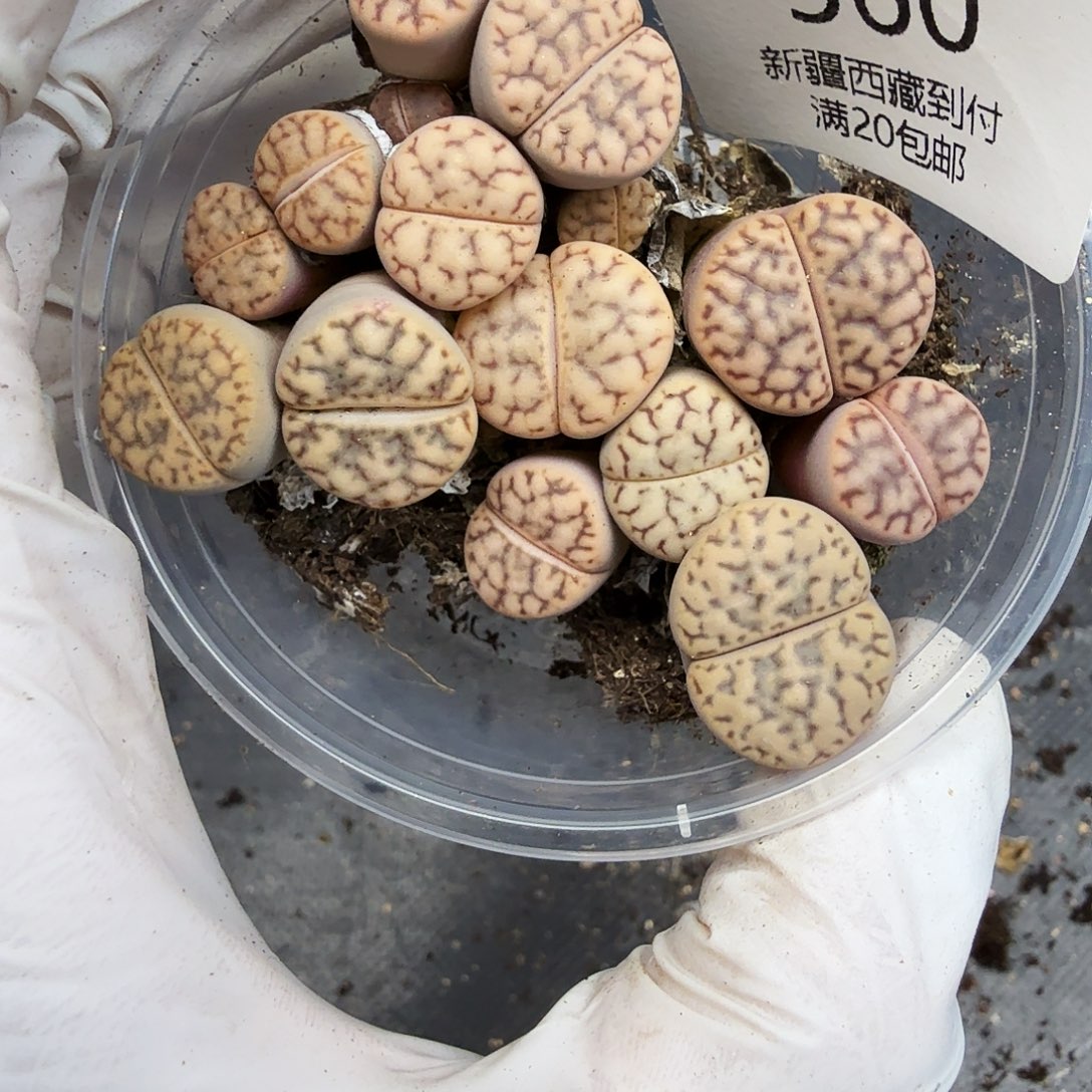 哈哈笑不出话就560我