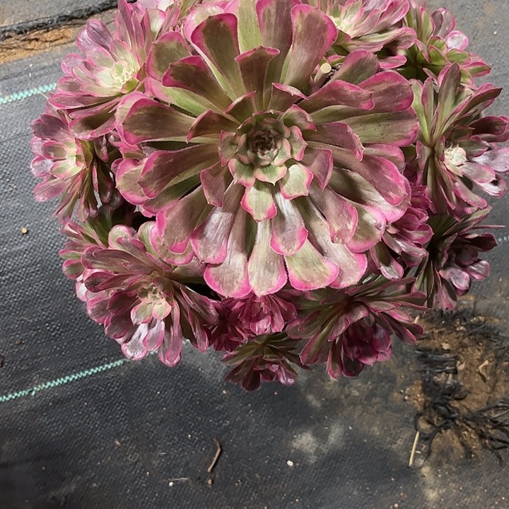 多肉植物霁月锦…………
