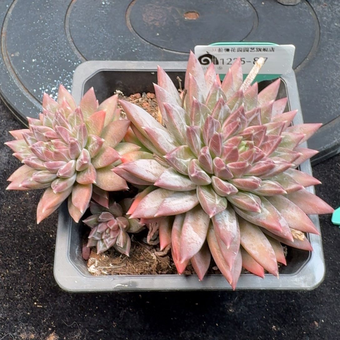 从前慢多肉精选编号1225.87