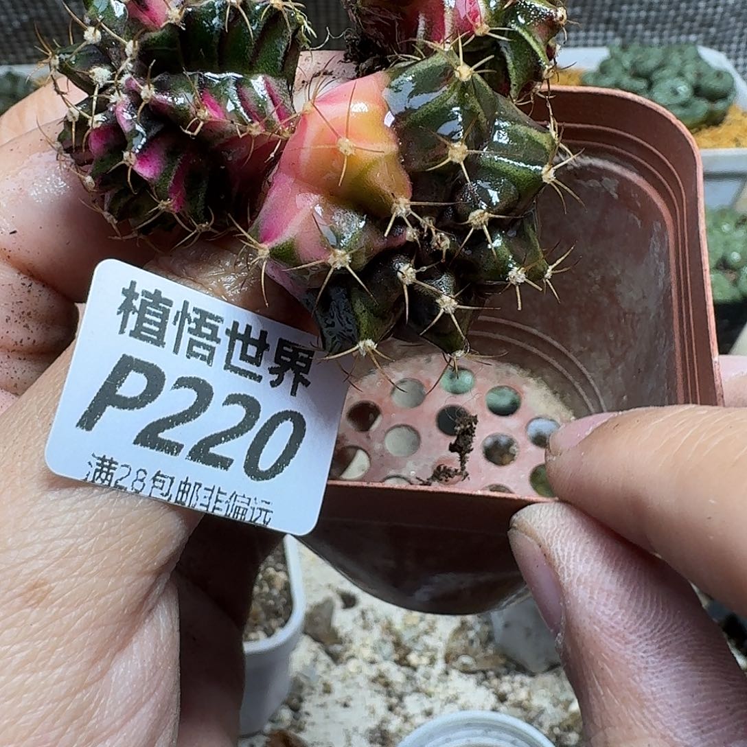 佛***怀多肉W的人生的都是gbn