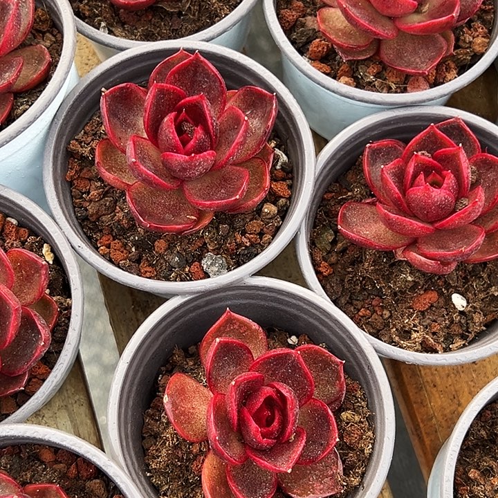 韩版           血红灯