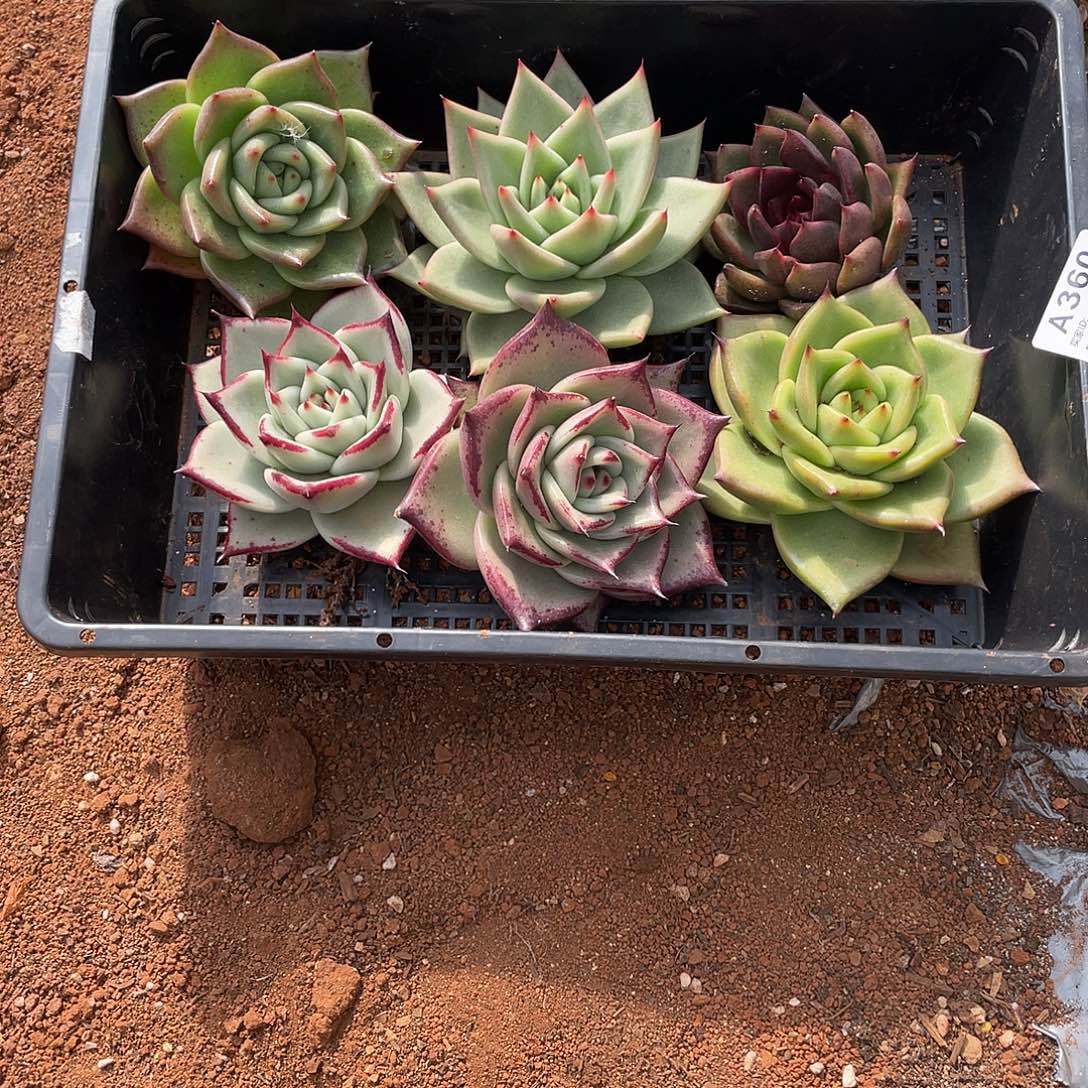 花***吧若如多云单拍A360