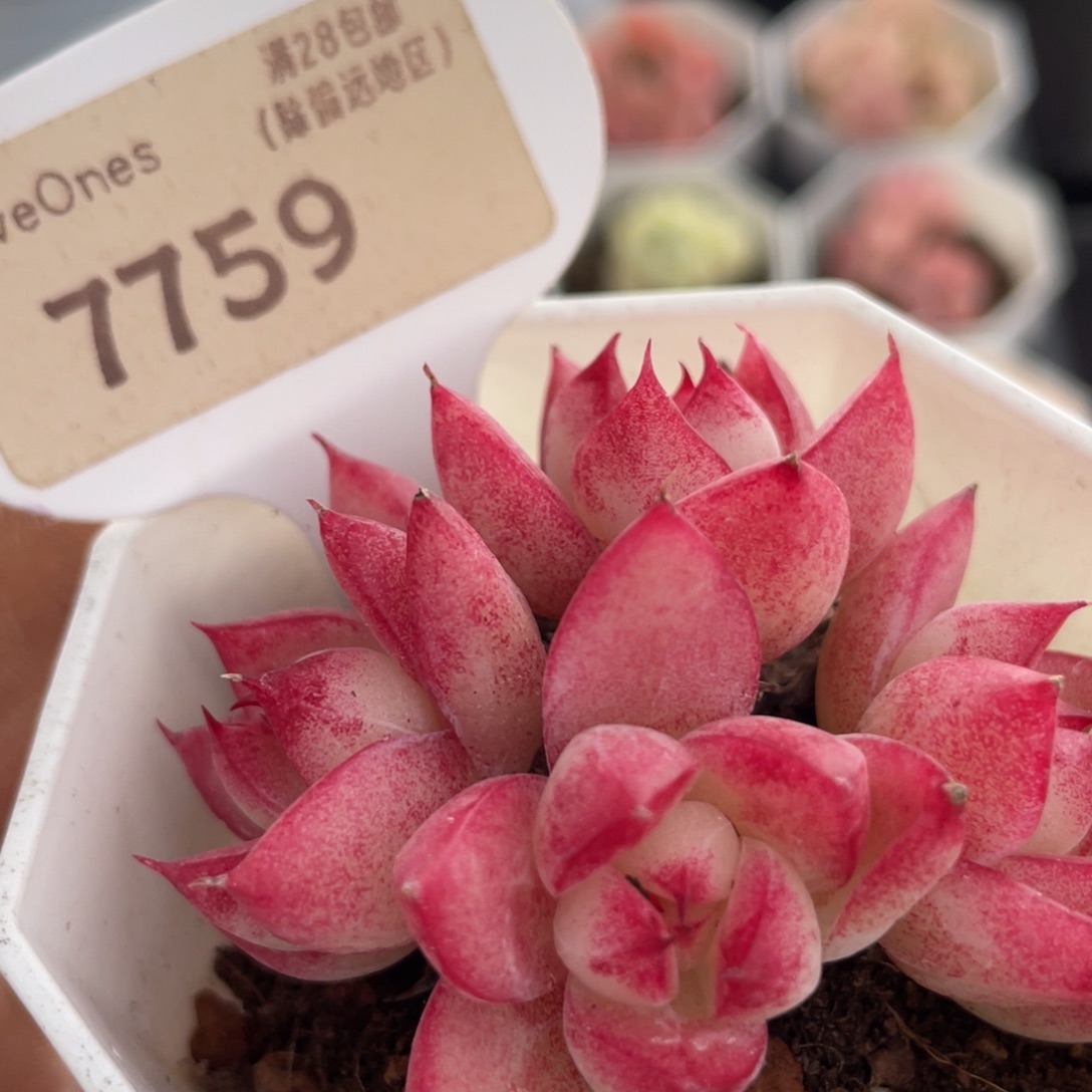 梦幻女王7759-5.5厘米