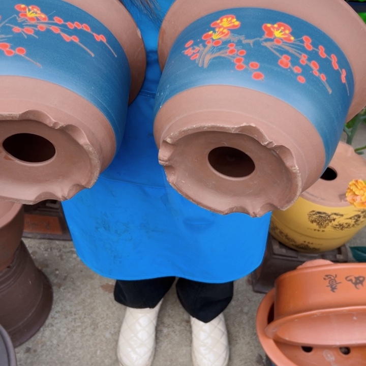 25+25蓝点菜平角金钟花盆花盆