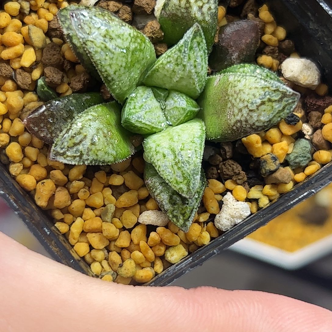 实生寿十二卷多肉植物满