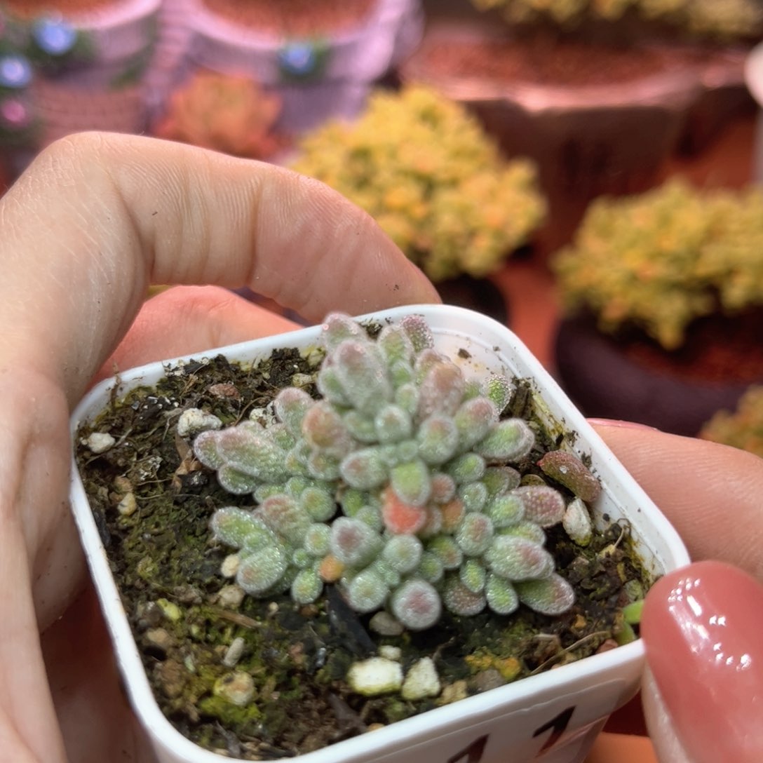 111草莓冰晶可爱多肉植物