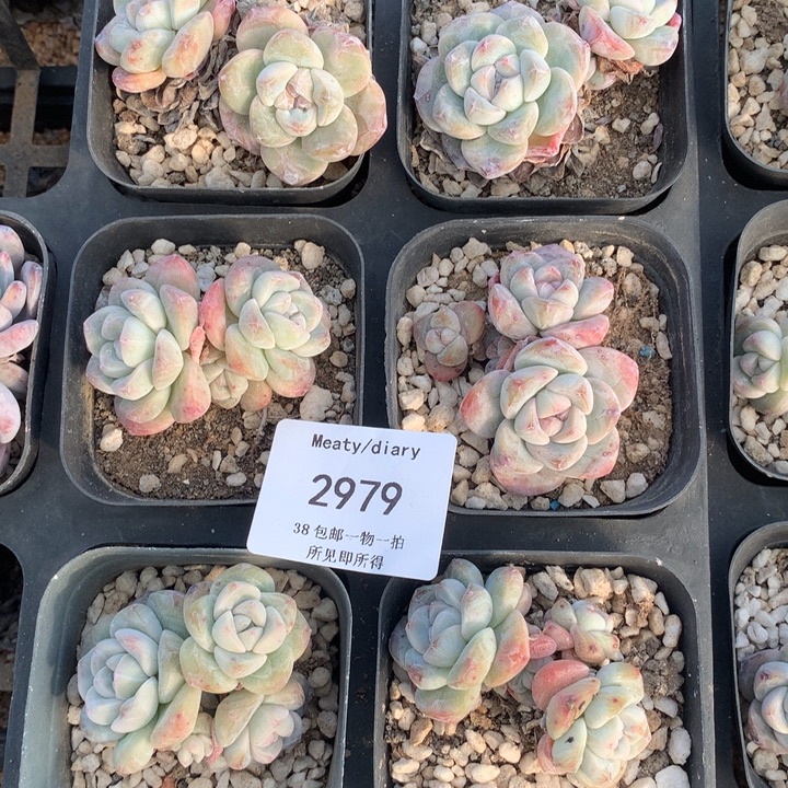 2979潜力股冰玉脱土包邮