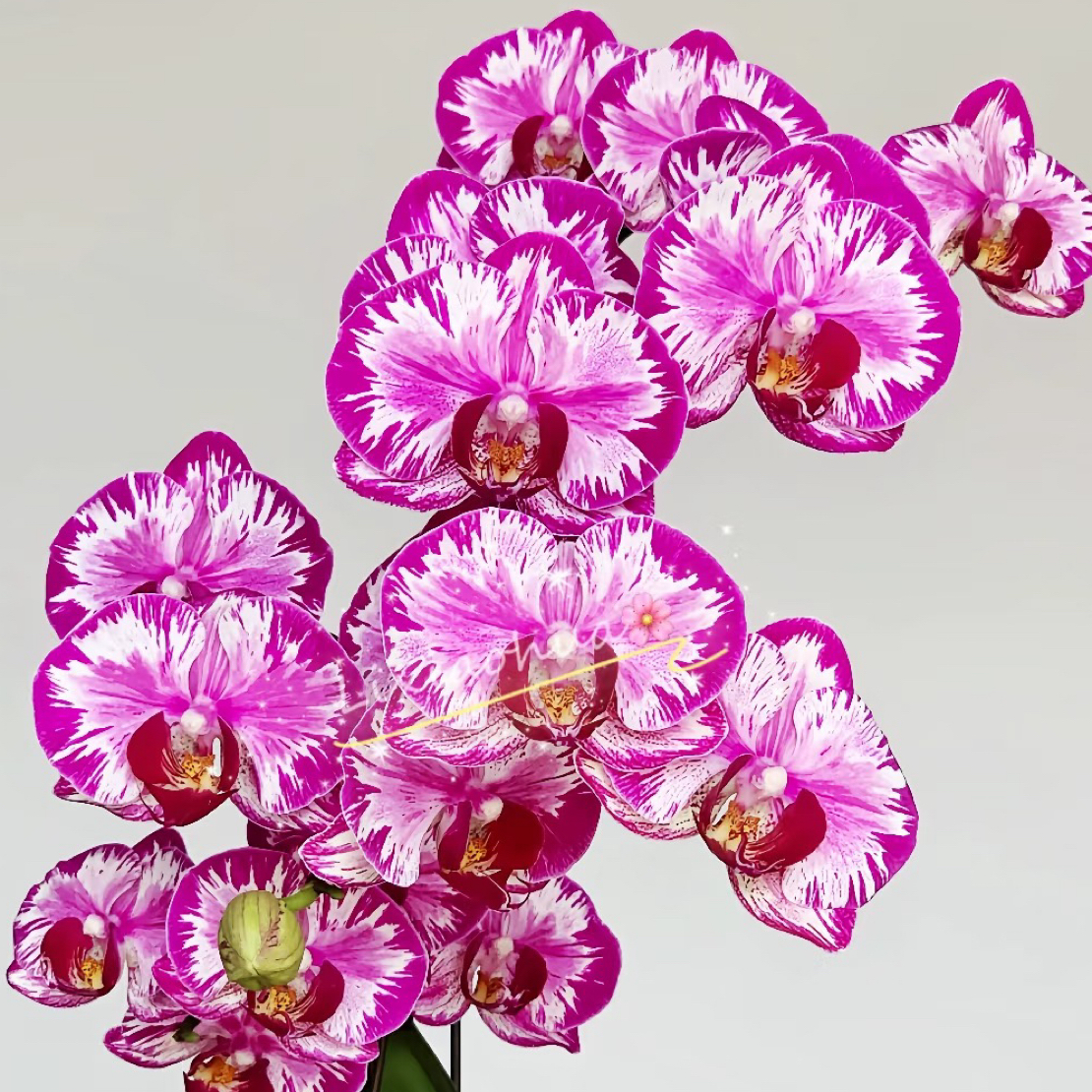 大展宏图蝴蝶兰3.5成熟苗不带花带花剑单双混发消苞无售后