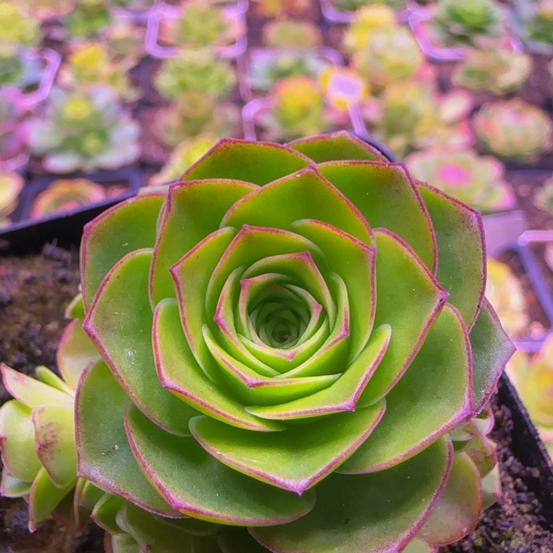 墨枫捧花2434686753553766