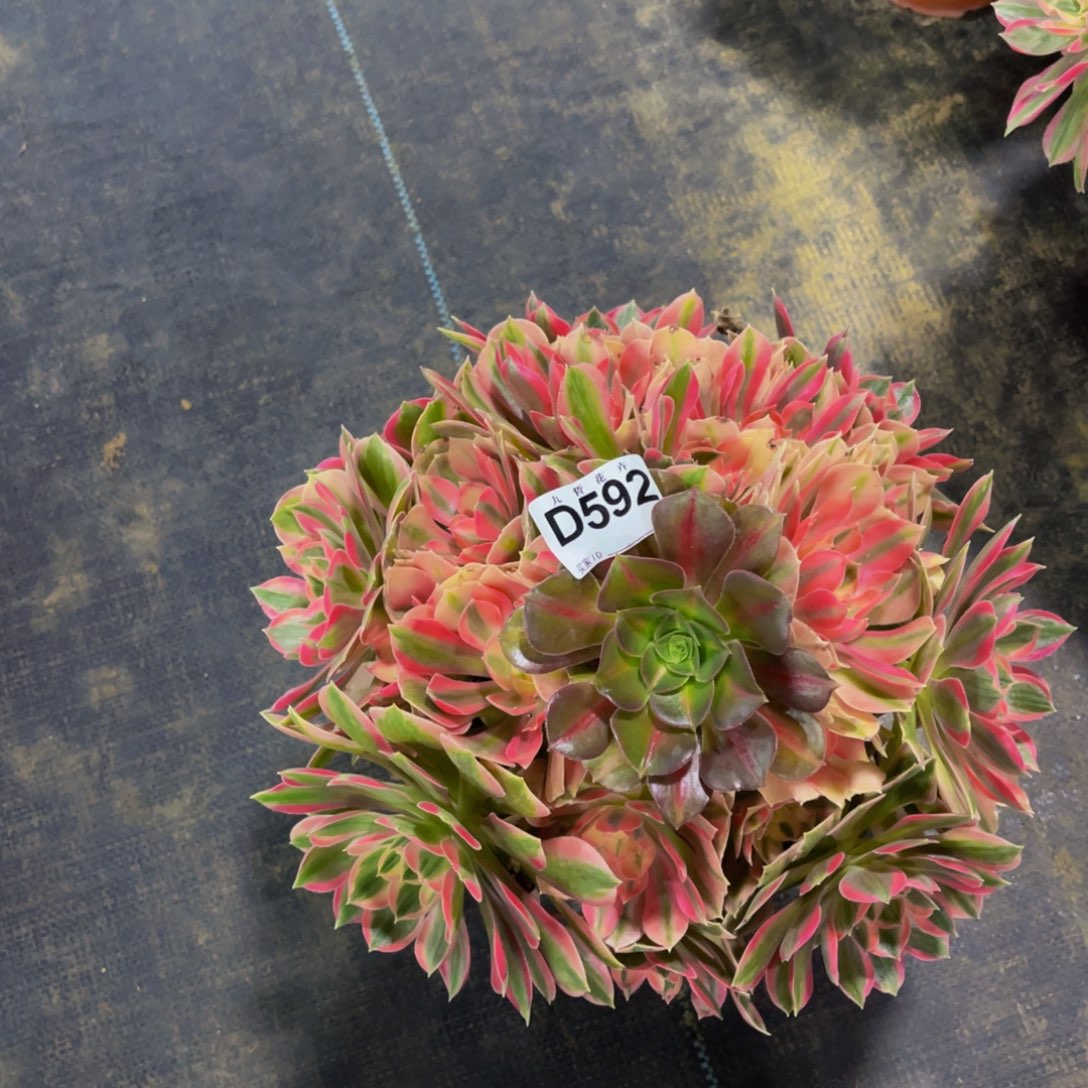 59200女妖福利可以拍