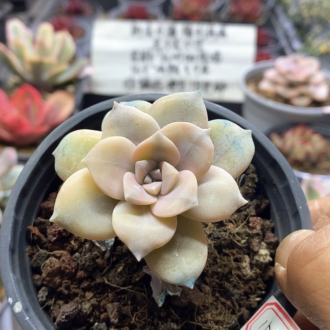 1522华丽风车腹轮锦多肉