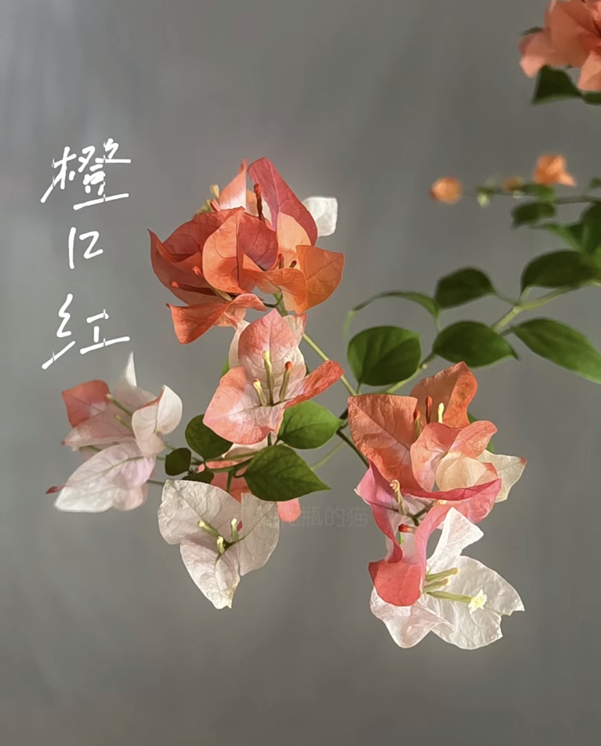 【橙口红袋苗】三角梅包对版