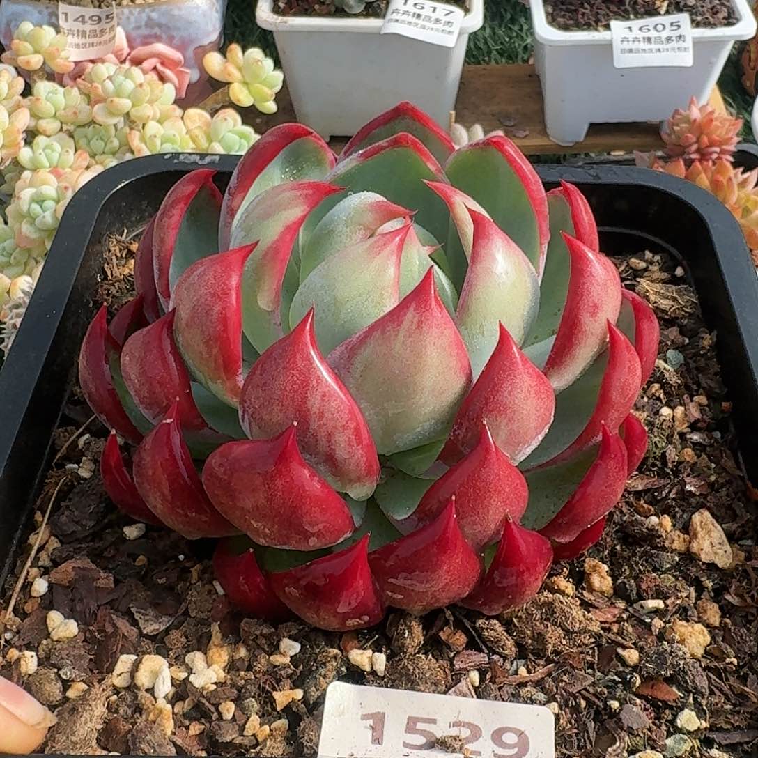 1529一物一拍（满28包邮）