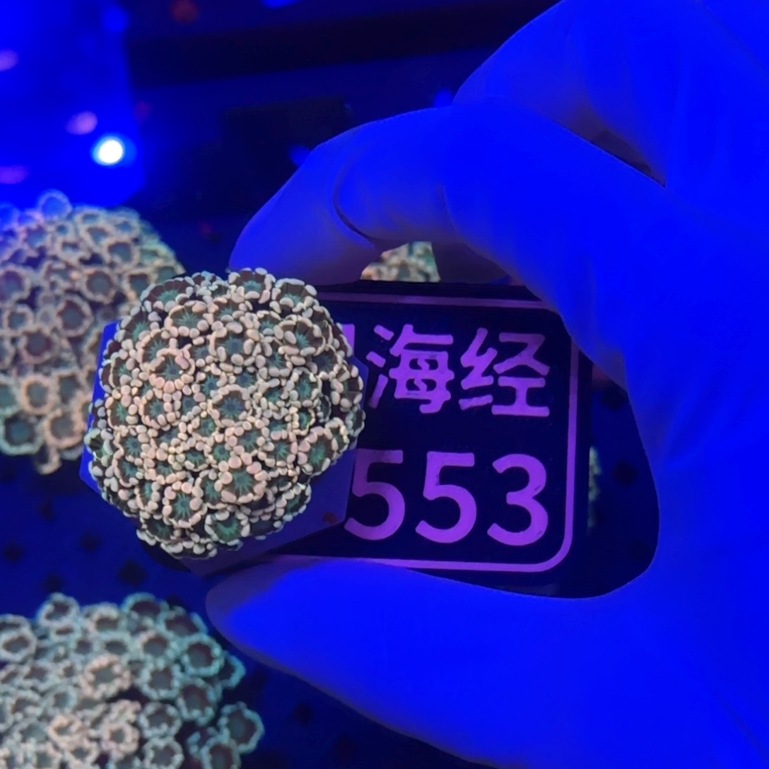 肖***）纽扣珊瑚又又不包邮幻彩茉莉D553
