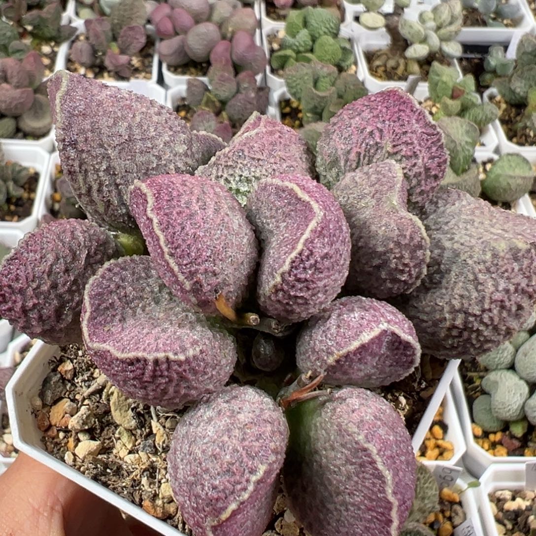 w纯木质桩哈莫猪肝多肉植物