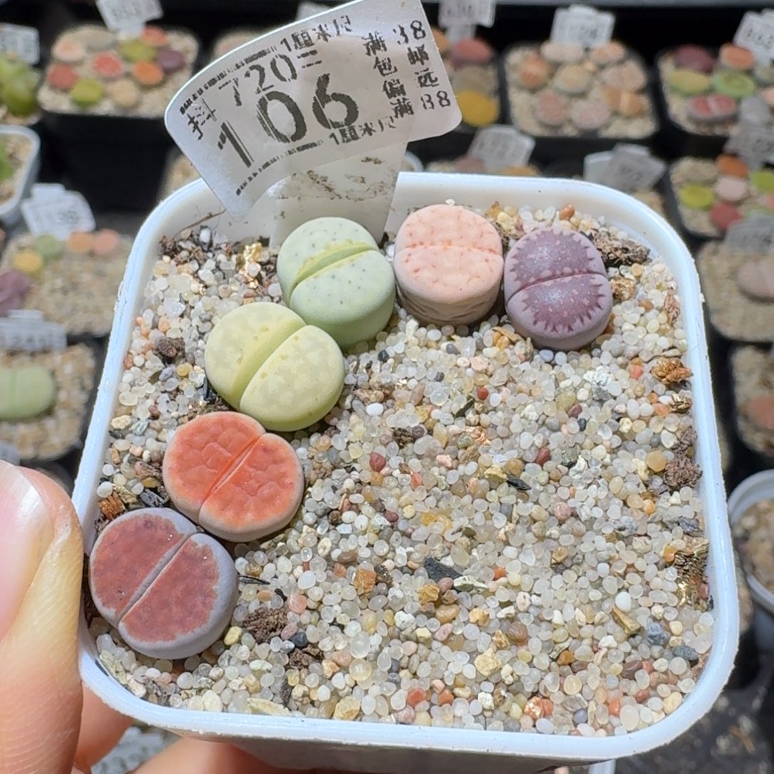 Sss精品清仓便宜106