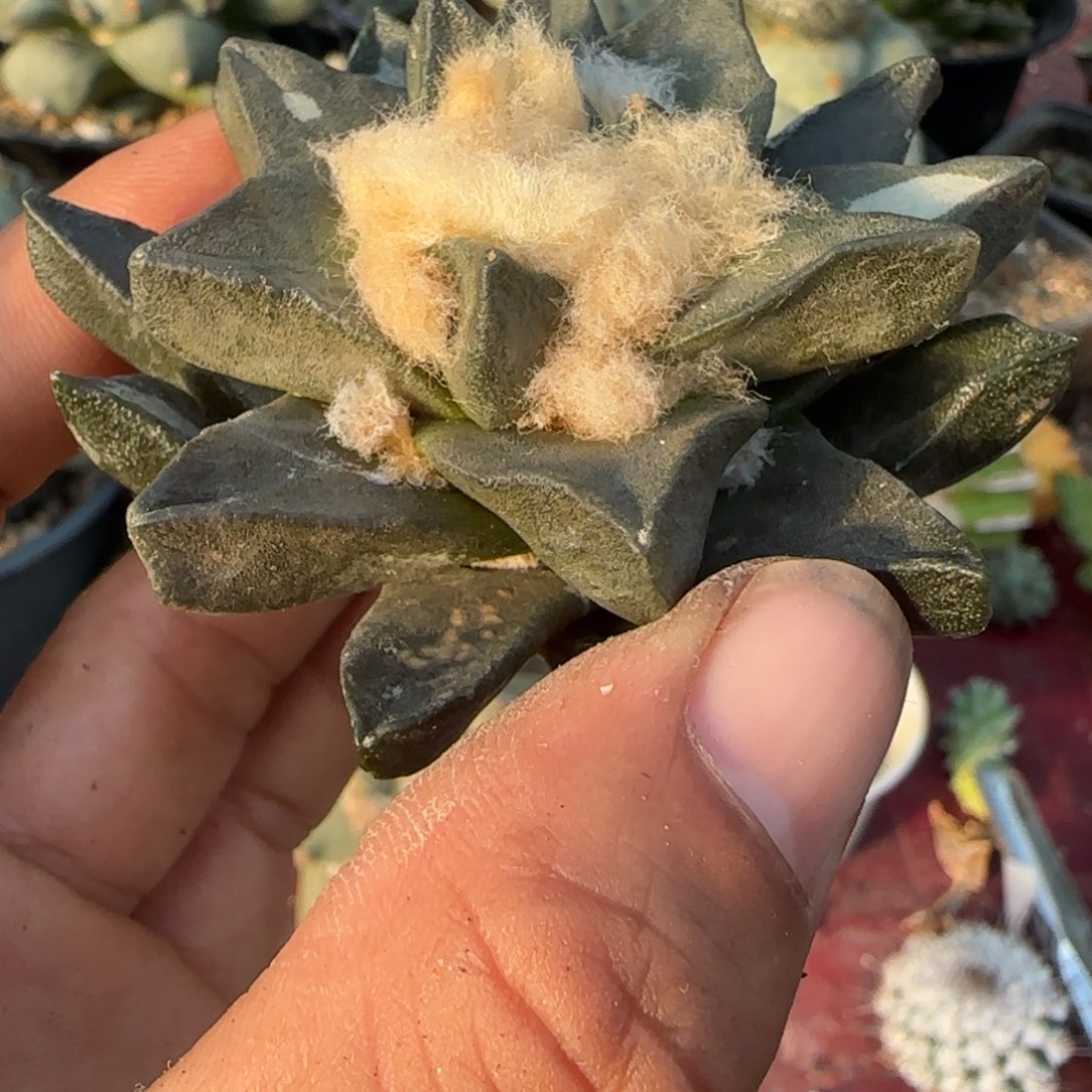 无花朵超大尤龙角194