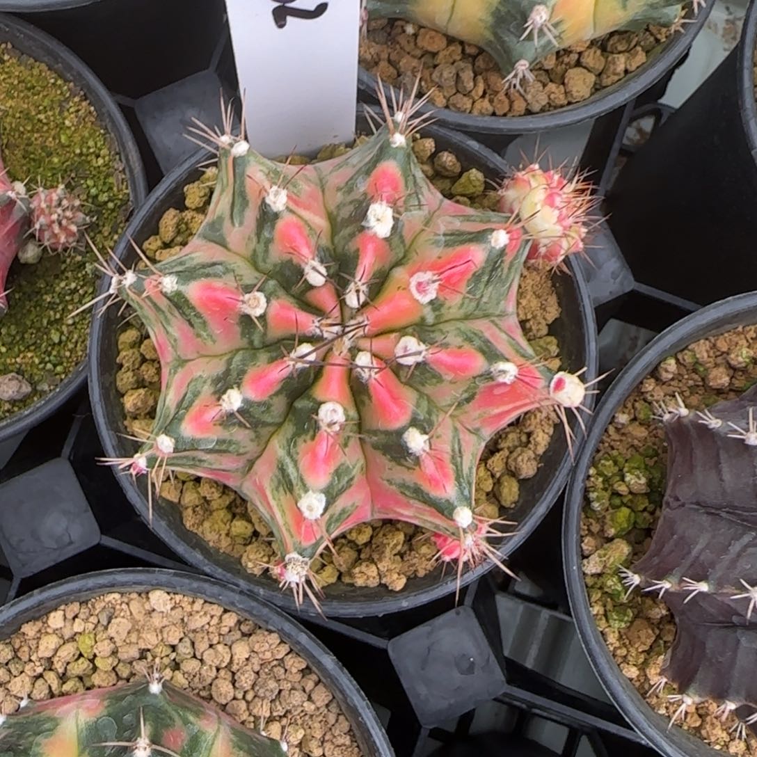 162-0215晚霞脱土发多肉