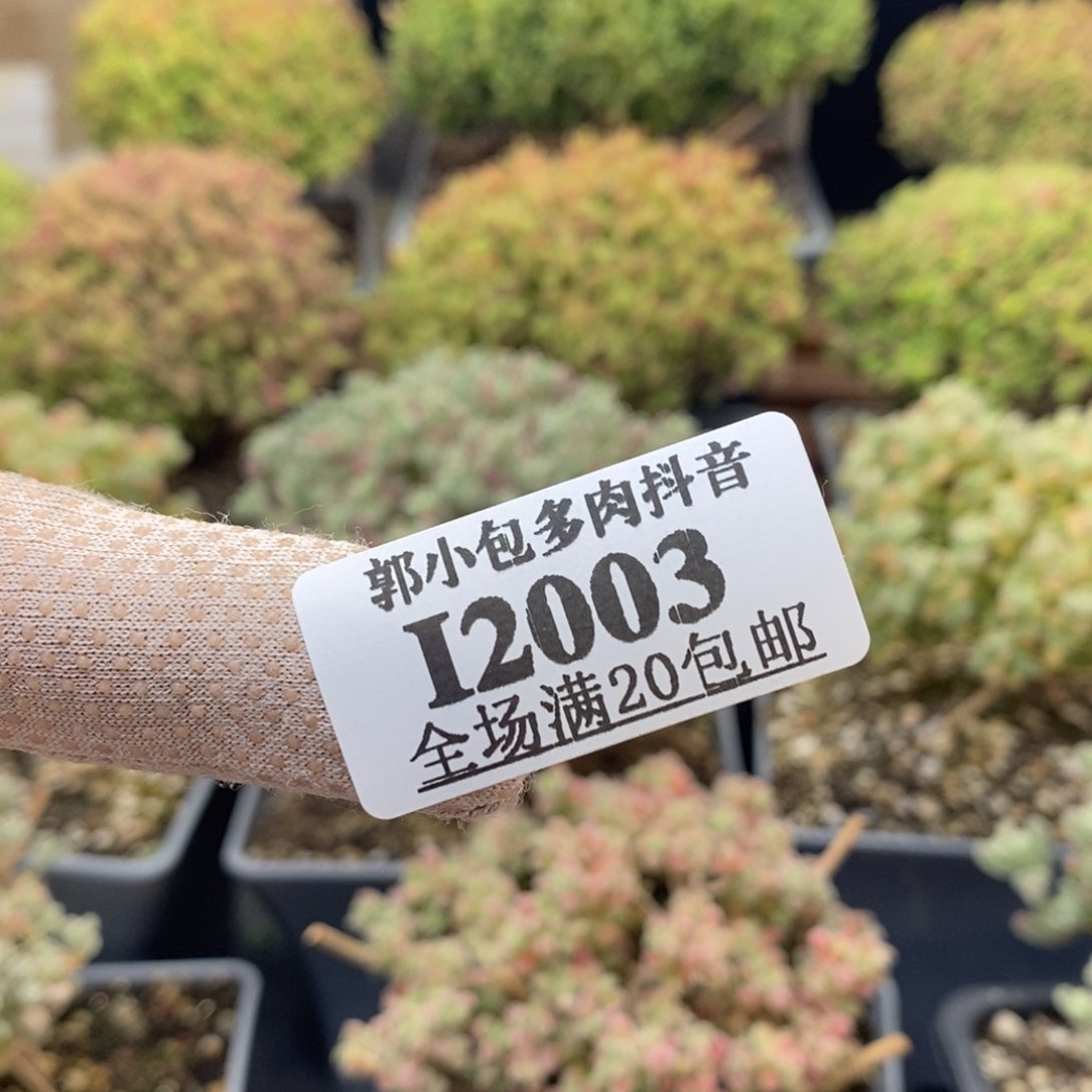 昵*?蜜橘糖球2003枝干番杏