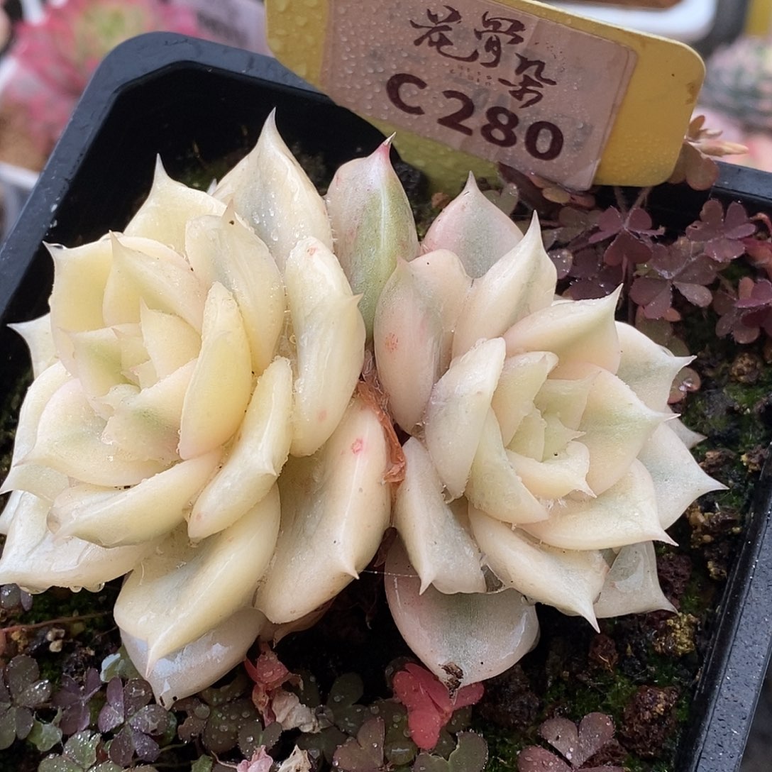280双头贝加尔湖哈哈哈哈