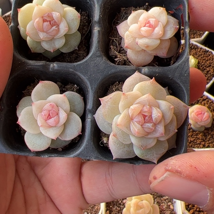 开播福利，一物一拍精品糖心，尺寸不大介意勿拍