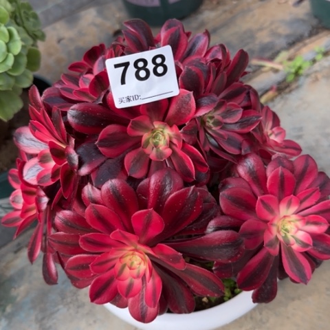 788美杜莎朵朵20厘米左右