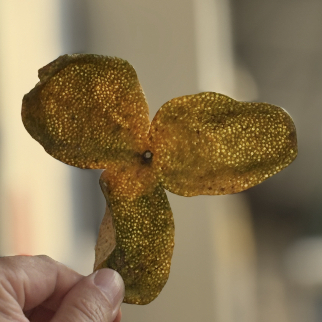 【新会发货】2025年正宗新会二红皮