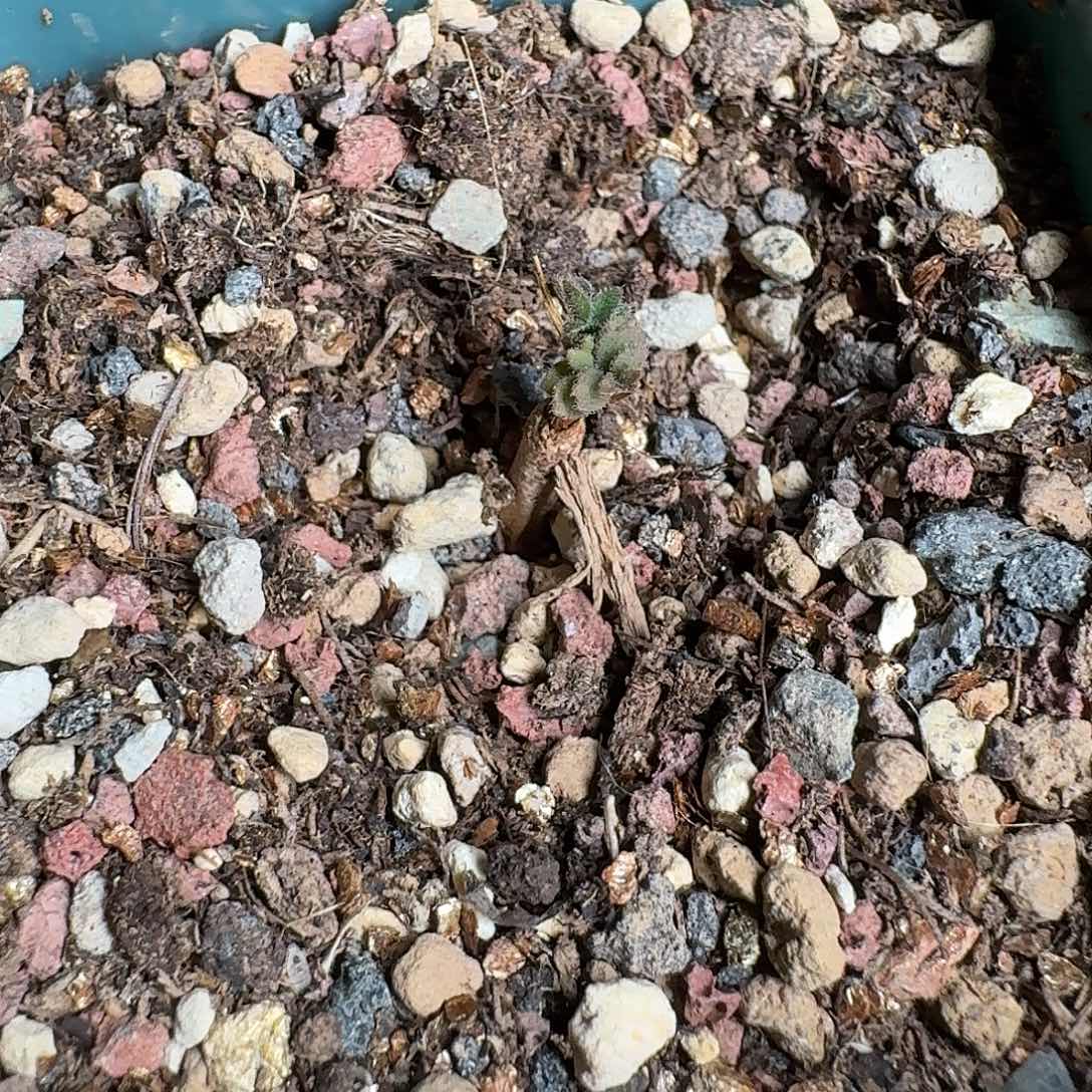 G***.913折瓣洋葵带盆一个