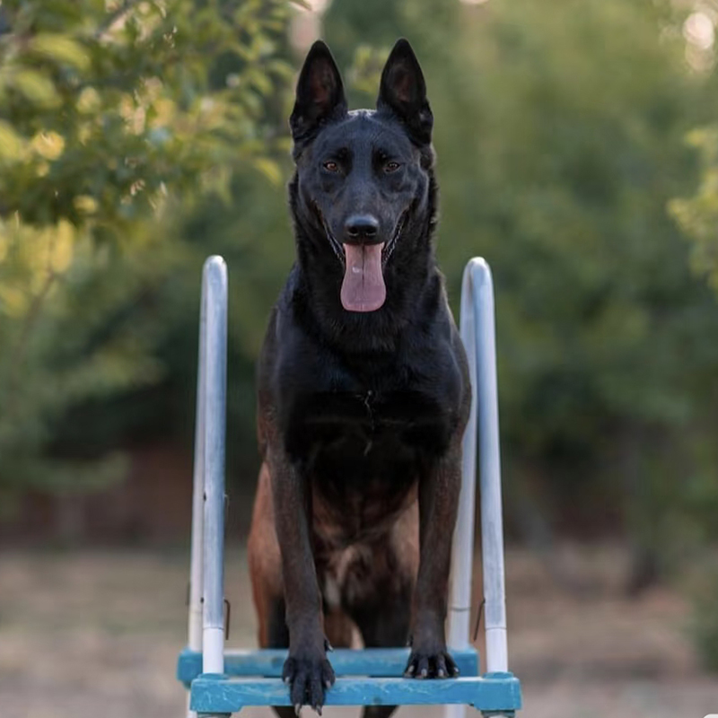 【将军】马犬幼犬出售宠物狗狗活体护卫犬正宗纯种血统幼崽爆红小狗